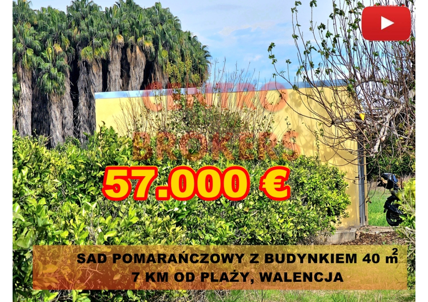 Sad pomarańczowy z budynkiem 7 km od morza, Walencja
